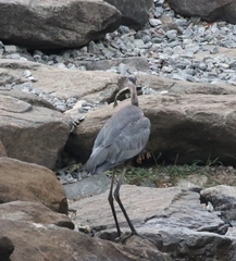 Ardea herodias