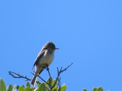 Empidonax difficilis insulicola