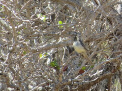 Empidonax difficilis insulicola