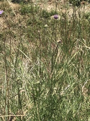 Scabiosa canescens