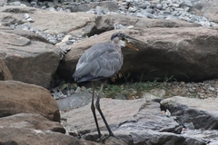 Ardea herodias