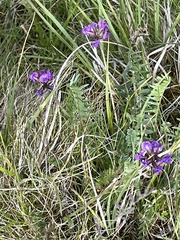 Oxytropis lapponica