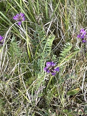 Oxytropis lapponica