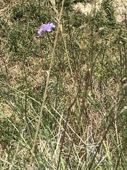 Scabiosa canescens