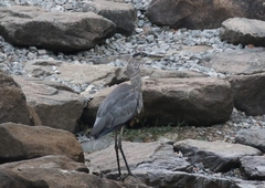 Ardea herodias