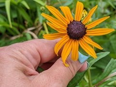 Rudbeckia