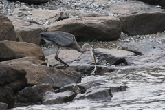Ardea herodias
