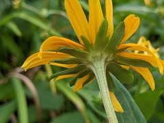 Rudbeckia