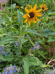 Rudbeckia