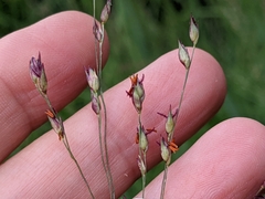 Poaceae