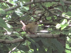 Troglodytes troglodytes