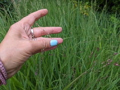 Poaceae