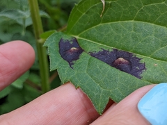 Botryosphaeria dothidea