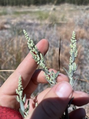 Chenopodium desiccatum