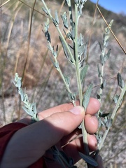 Chenopodium desiccatum