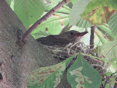 Turdus merula