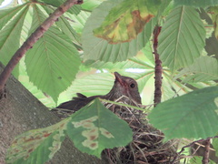 Turdus merula