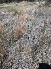 Chenopodium desiccatum