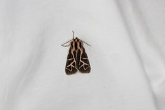 Apantesis williamsii