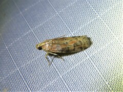 Sciota rubrisparsella