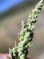 Chenopodium desiccatum