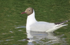 Chroicocephalus ridibundus