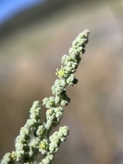 Chenopodium desiccatum