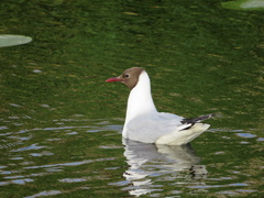 Chroicocephalus ridibundus
