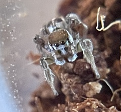 Habronattus dossenus