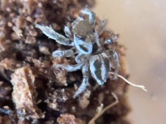 Habronattus dossenus