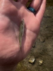 Notropis percobromus