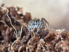 Habronattus dossenus