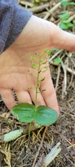 Neottia banksiana