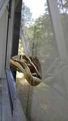 Eryphanis aesacus