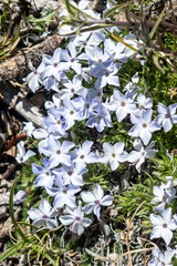 Phlox pulvinata