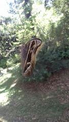 Eryphanis aesacus