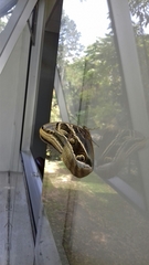 Eryphanis aesacus