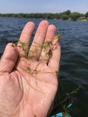 Lychnothamnus barbatus