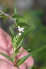 Epilobium pseudorubescens