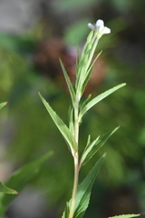 Epilobium pseudorubescens
