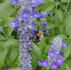 Bombus impatiens