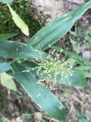 Dichanthelium polyanthes