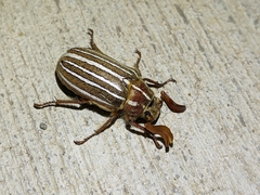 Polyphylla crinita