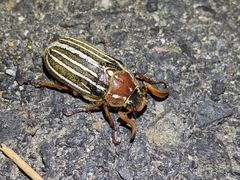 Polyphylla crinita