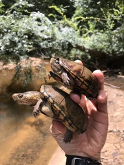 Kinosternon subrubrum subrubrum
