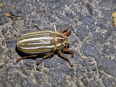 Polyphylla crinita