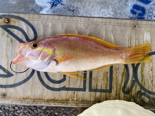 Longtail bass (Hemanthias leptus) — Serranidae — 2