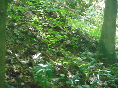 Catharus mexicanus