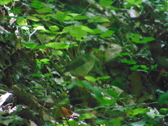 Catharus mexicanus