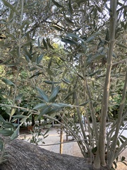 Olea europaea